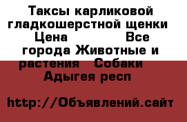 Таксы карликовой гладкошерстной щенки › Цена ­ 20 000 - Все города Животные и растения » Собаки   . Адыгея респ.